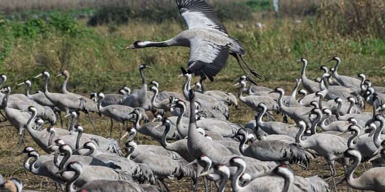 Migrating birds hit seasonal 'traffic jam' in Hula Valley