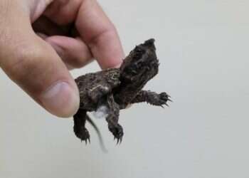 Israeli man caught smuggling rare reptiles in socks