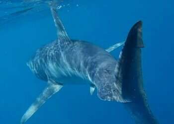 Rare endangered shark species spotted off coast of Eilat