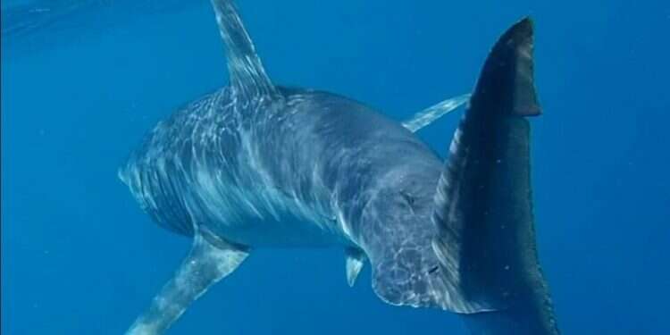 Rare endangered shark species spotted off coast of Eilat