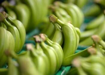 Are green bananas better for you? Experts have looked into the matter