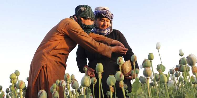 Afghan farmers harvest poppy in Nad Ali district, Helmand province, Afghanistan, on April 1, 2022
Taliban cracks down on narcotics, bans opium poppy cultivation