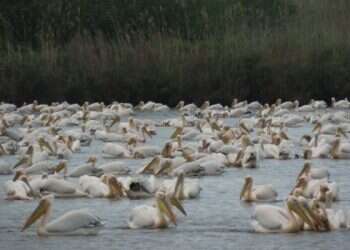 WATCH: Rare display of animal friendship at Hula Valley