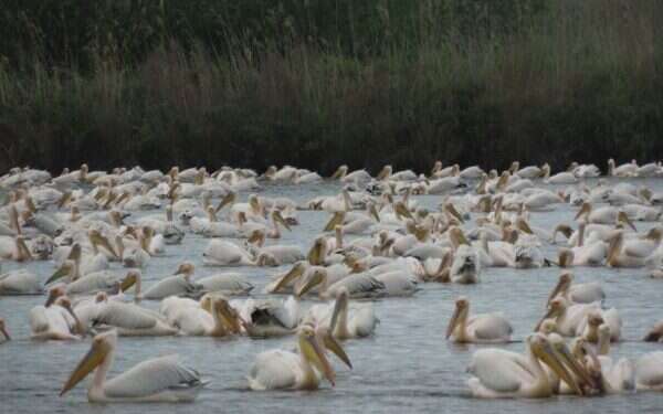 WATCH: Rare display of animal friendship at Hula Valley