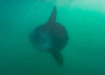 One of world's largest fish spotted off Israel's southern coast