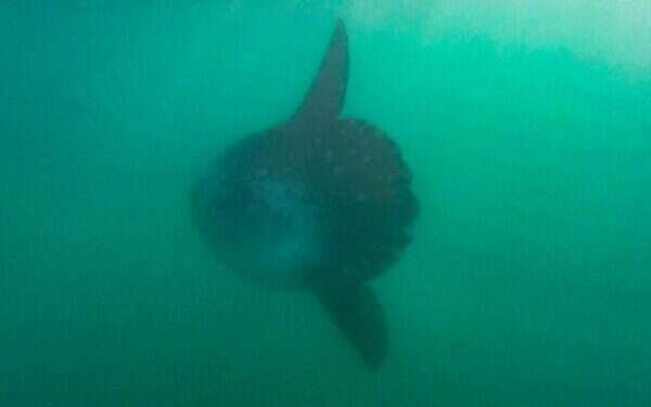 Guy Levian of the Israel Nature and Parks authority said the sunfish was over nien feet tall and nearly as long One of world's largest fish spotted off Israel's southern coast