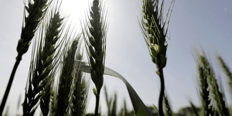 Egypt importing more wheat from Russia despite Ukraine war