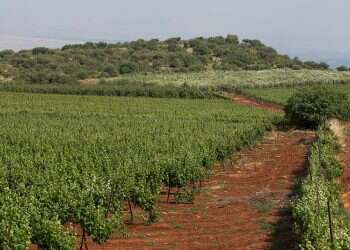 Not just for wineries: Brewery produces Golan Heights beer