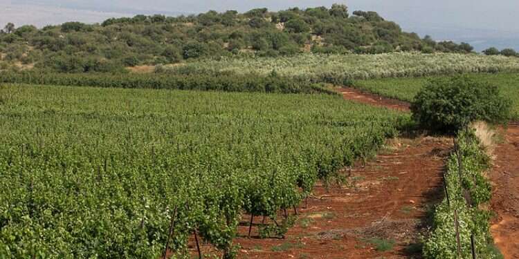 A vineyard on the Golan Heights Not just for wineries: Brewery produces Golan Heights beer