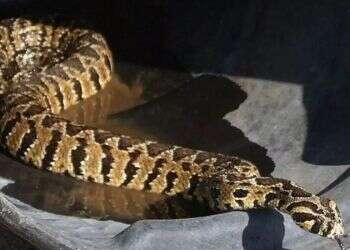 Soldier in serious condition after snakebite