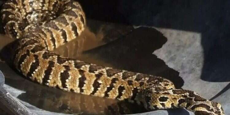 Soldier in serious condition after snakebite