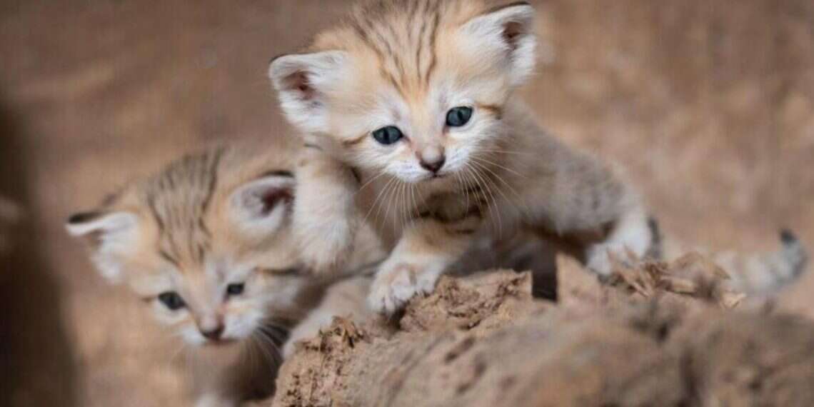 Welcome to the world! Sand kittens at the Safari Park in Ramat Gan Israeli zoo announces birth of rare sand cats
