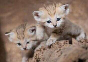 Israeli zoo announces birth of rare sand cats