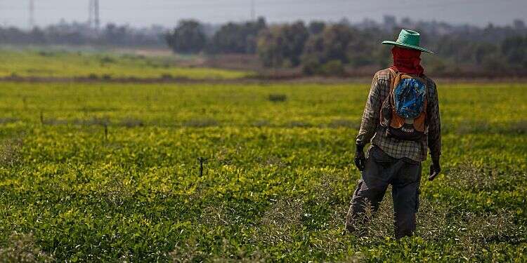 Israel is not doing enough to contend with invasive species according to a new State Comptroller's Report Report: Around 90% of Israeli ecosystems losing biodiversity