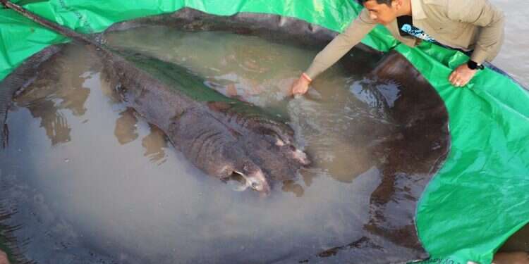 Cambodian catches world's largest recorded freshwater fish