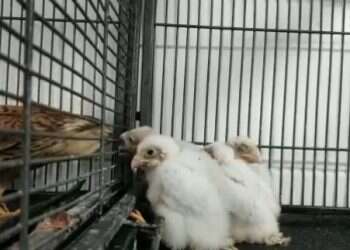 Heartwarming 'adoption' at Israel Wildlife Hospital gives caretakers hope