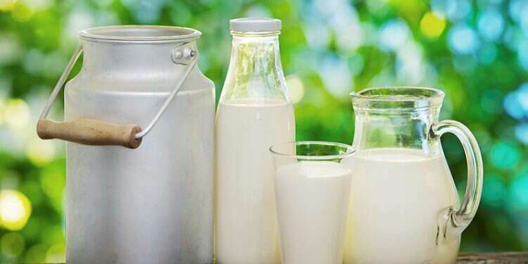 Dairy foods are by far the most popular and pervasive of Shavuot’s culinary traditions, prevalent in both Sephardic and Ashkenazic communities alike Cheesecake, dairy, coffee and the evolution of a holiday