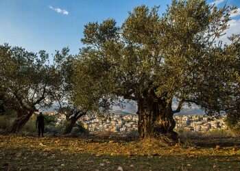 Jordan Valley farmers were growing fruit 7,000 years ago