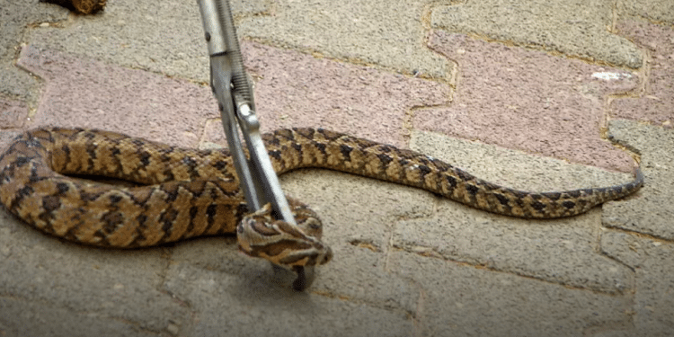 IDF combat soldier hospitalized after snake bite