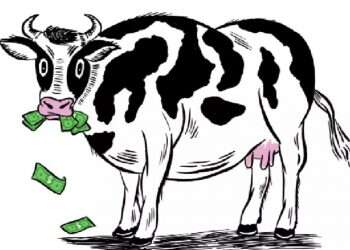 Kosher slaughter mechanism proves a messy business