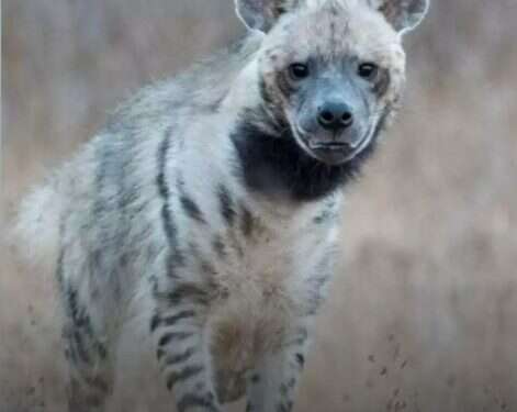 Ruthie the hyena became a symbol for the struggle of wildlife against urbanization Israel's most famous hyena dies after being hit by car