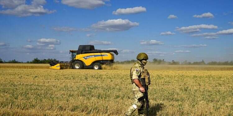 A Russian soldier stands in a wheat field as farmers use a combine to harvest wheat not far from Melitopol in southern Ukraine, July 14 2022 Deal to renew Ukraine grain imports could stave off global food crisis