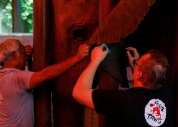 Elephant in Pakistan gets relief after years of dental pain