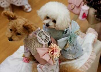 Hot dogs – and cats – get wearable fans to beat Japan's scorching summer