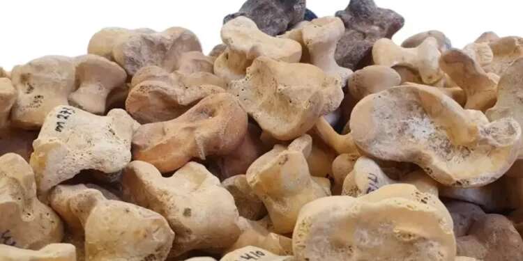 Ancient bones used for gambling were found in Israel's Tall Maresha caves Rare collection of knuckle bones for gambling discovered in Israel