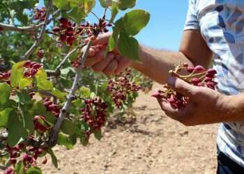 Syrian pistachio farmers struggle to salvage 'golden' crop 