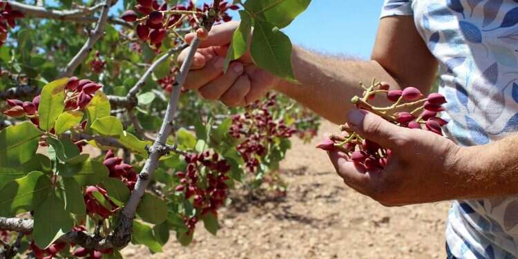 Farmer Nayef Ibrahim tends to a pistachio tree at his farm, in the northwestern village of Maan, Syria Aug. 8, 2022 Syrian pistachio farmers struggle to salvage 'golden' crop