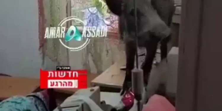 WATCH: Wild boar surprises Haifa woman after breaking window