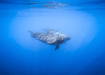 WATCH: Pod of false killer whales makes rare visit to Gulf of Eilat