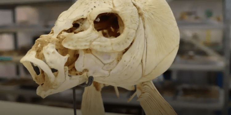 Israeli researchers find oldest evidence yet of cooked food