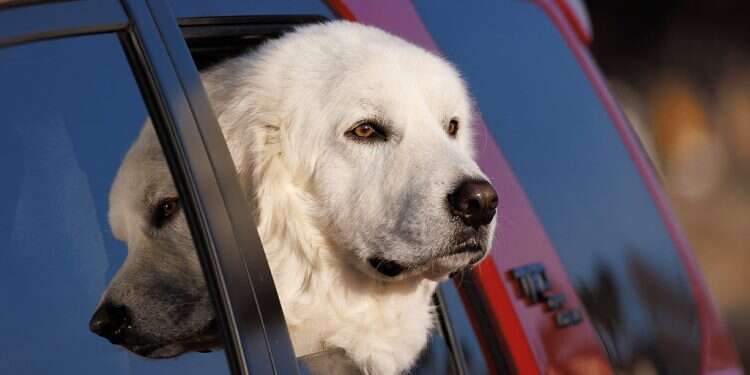 Fire and furry: Dog sets home ablaze accidentally in UK