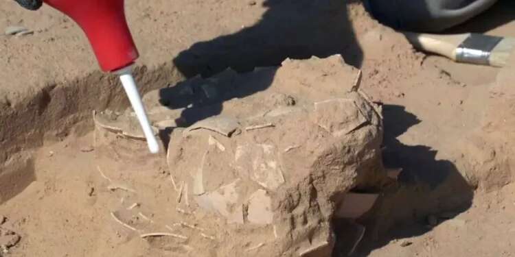 Ancient ostrich eggs found in Israel shed light on early humans