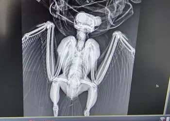 The eagle-owl during its treatment Eagle-owl, blinded in car accident, makes comeback into the wild