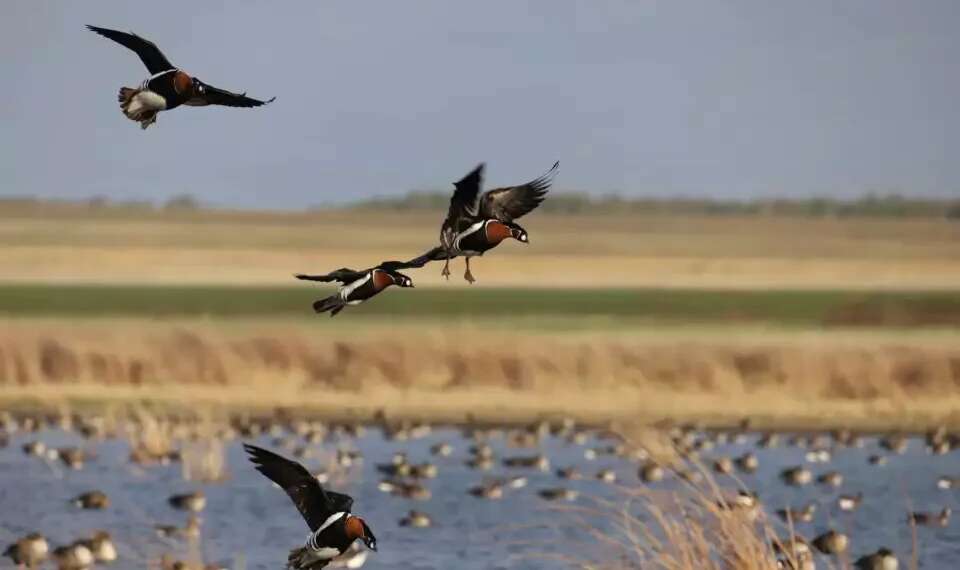 Israel to host major international birding competition