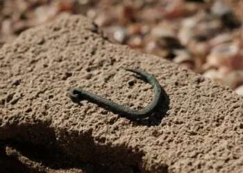 6,000-year-old copper fishhook unlocks Ashkelon's ancient past
