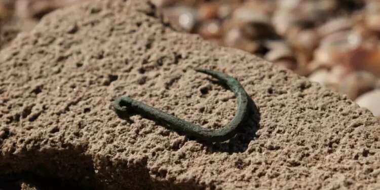6,000-year-old copper fishhook unlocks Ashkelon's ancient past