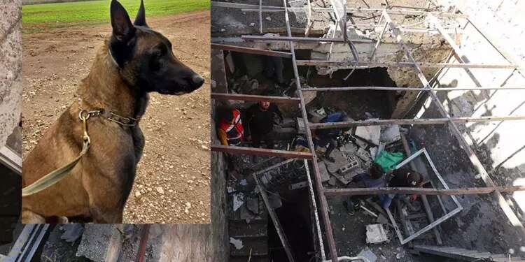 Beloved canine 'who saved soldiers' lives' mourned after dying in Nablus raid