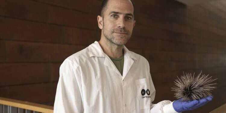 Red Sea corals threatened by mass sea urchin die-off, Israeli researchers warn