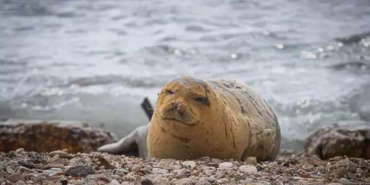 In first, rare seal makes landfall on Israel's shore