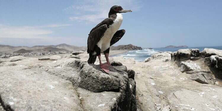 Migratory birds dying on coasts of Ecuador and Peru