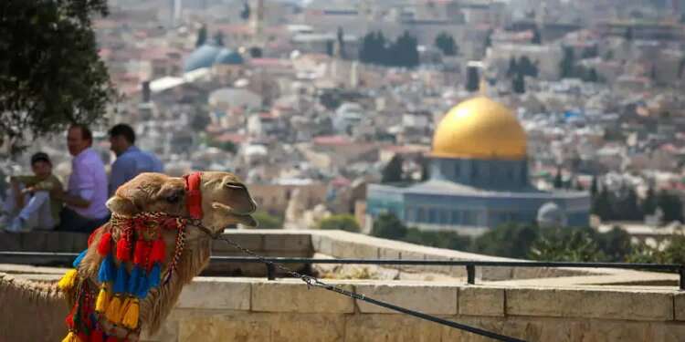 Canadian woman bitten by camel, sent to hospital