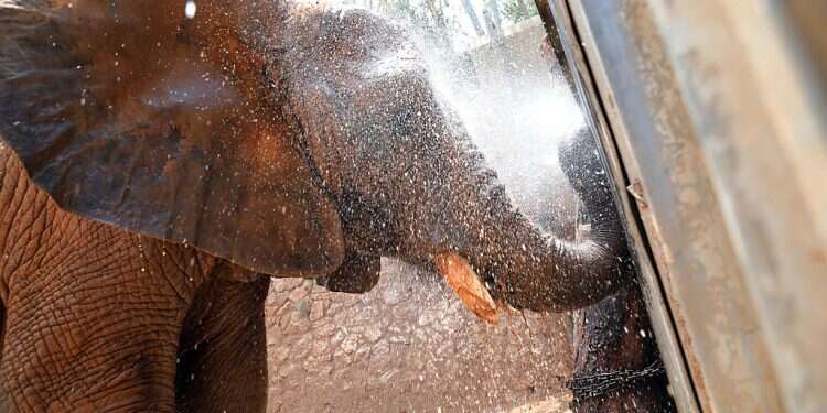 WATCH: Amid Israeli heatwave, zoo animals get icy treats