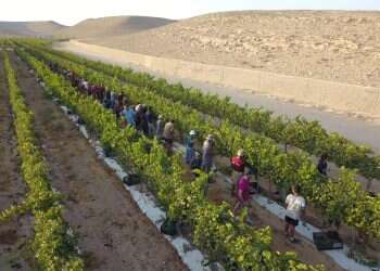 HaShomer HaChadash to hold special end-of-summer festival