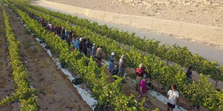 HaShomer HaChadash to hold special end-of-summer festival