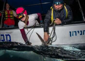 University of Haifa researchers awarded $100,000 grant to track shark movement