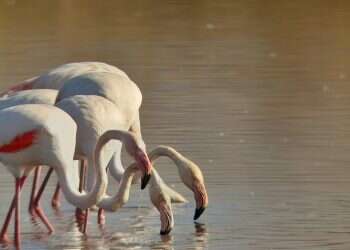 WATCH: Flamboyance of flamingos arrive at  Agamon Hula nature park